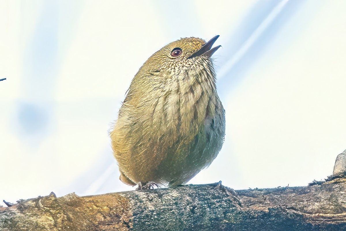 Brown Thornbill - ML620817660