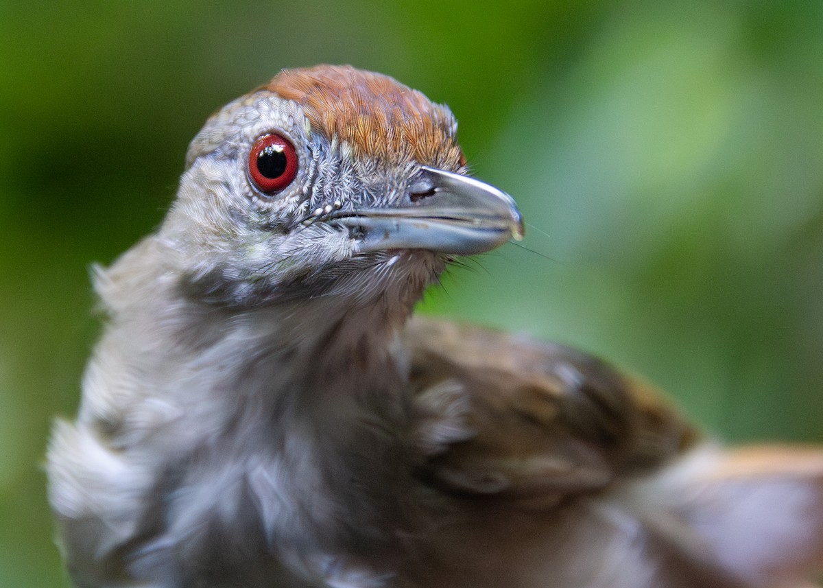 Rufous-crowned Babbler - ML620817662