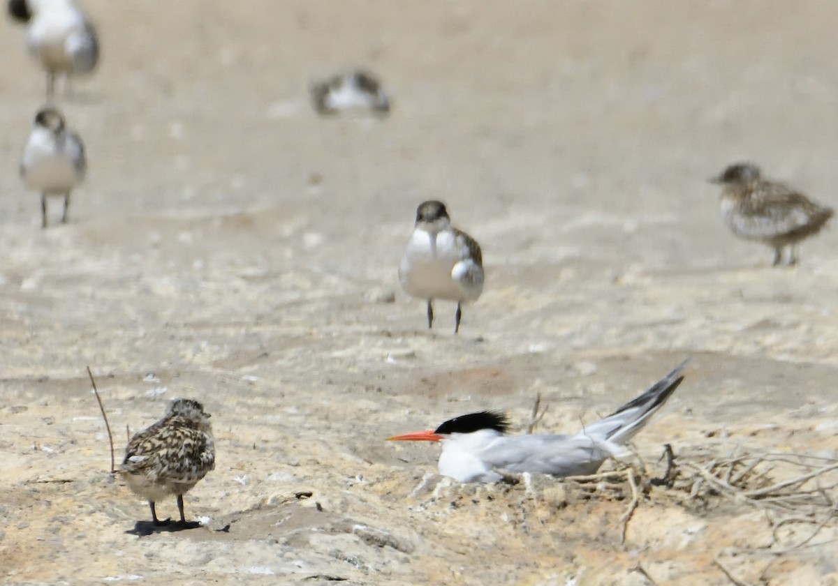 Elegant Tern - ML620817663