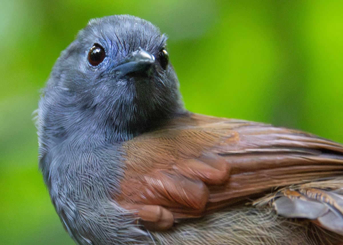 Gray-hooded Babbler - ML620817664