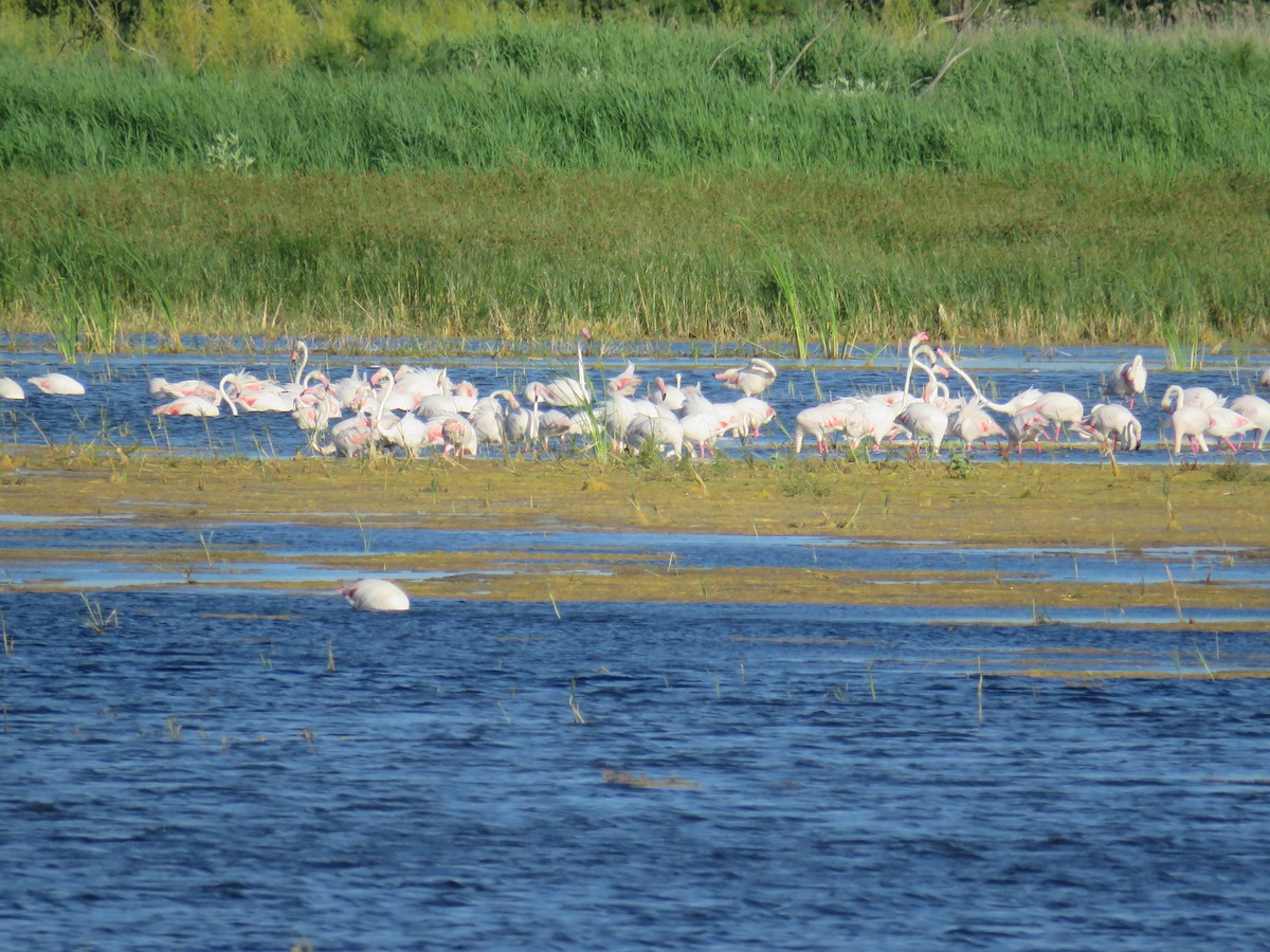 Greater Flamingo - ML620817665