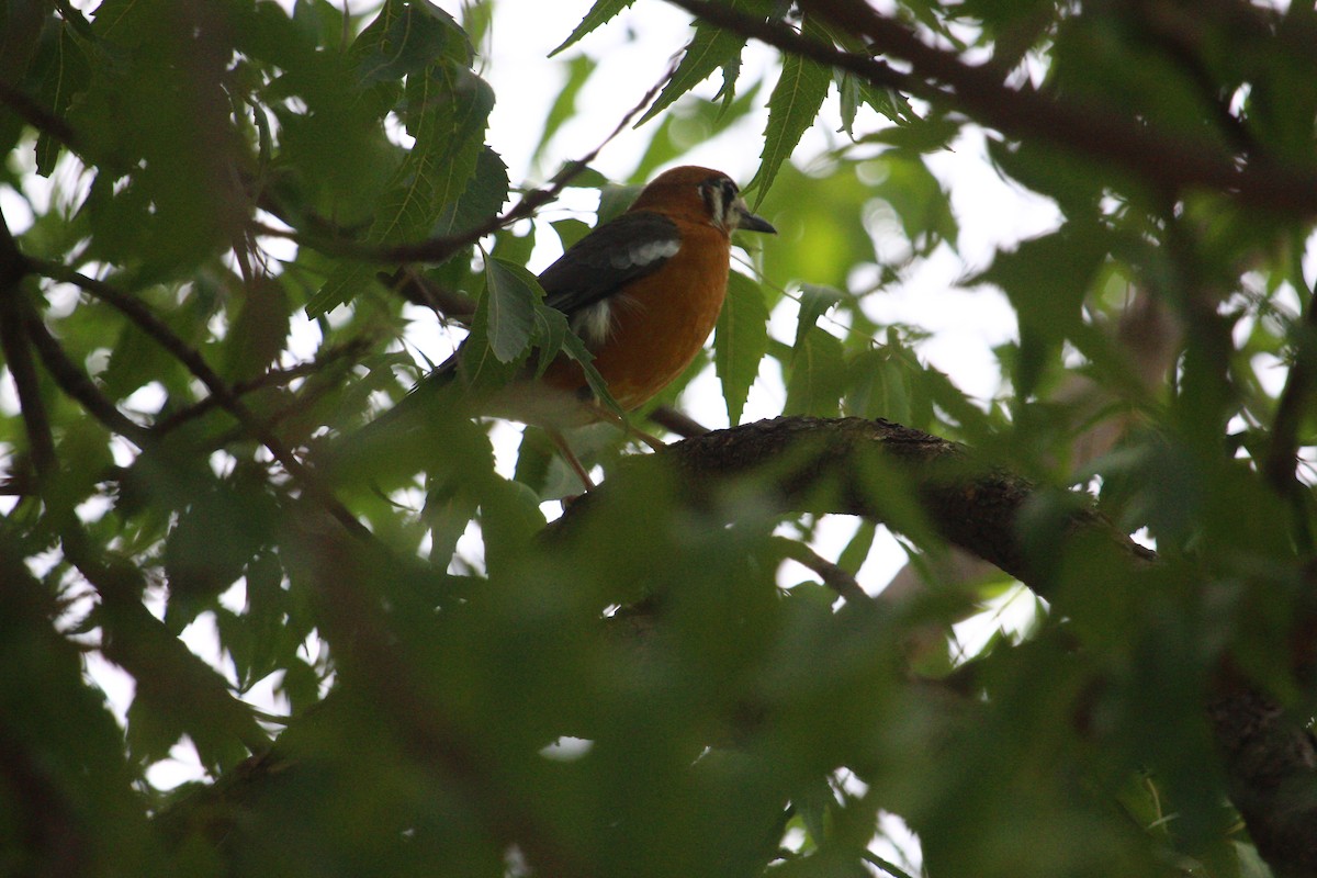 Orange-headed Thrush - ML620817667