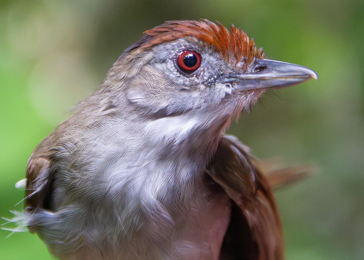 Rufous-crowned Babbler - ML620817669