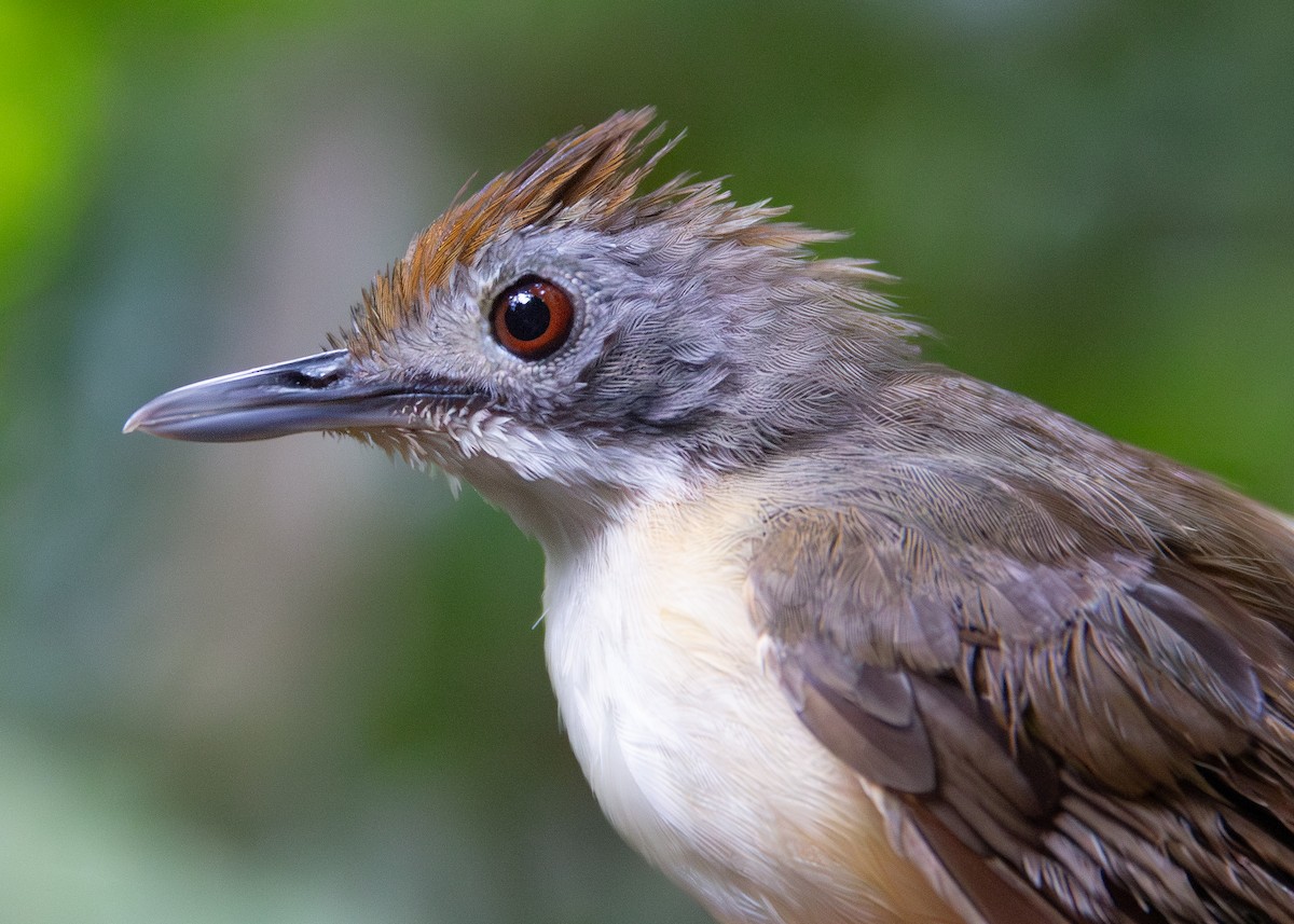 Short-tailed Babbler (Leaflitter) - ML620817670