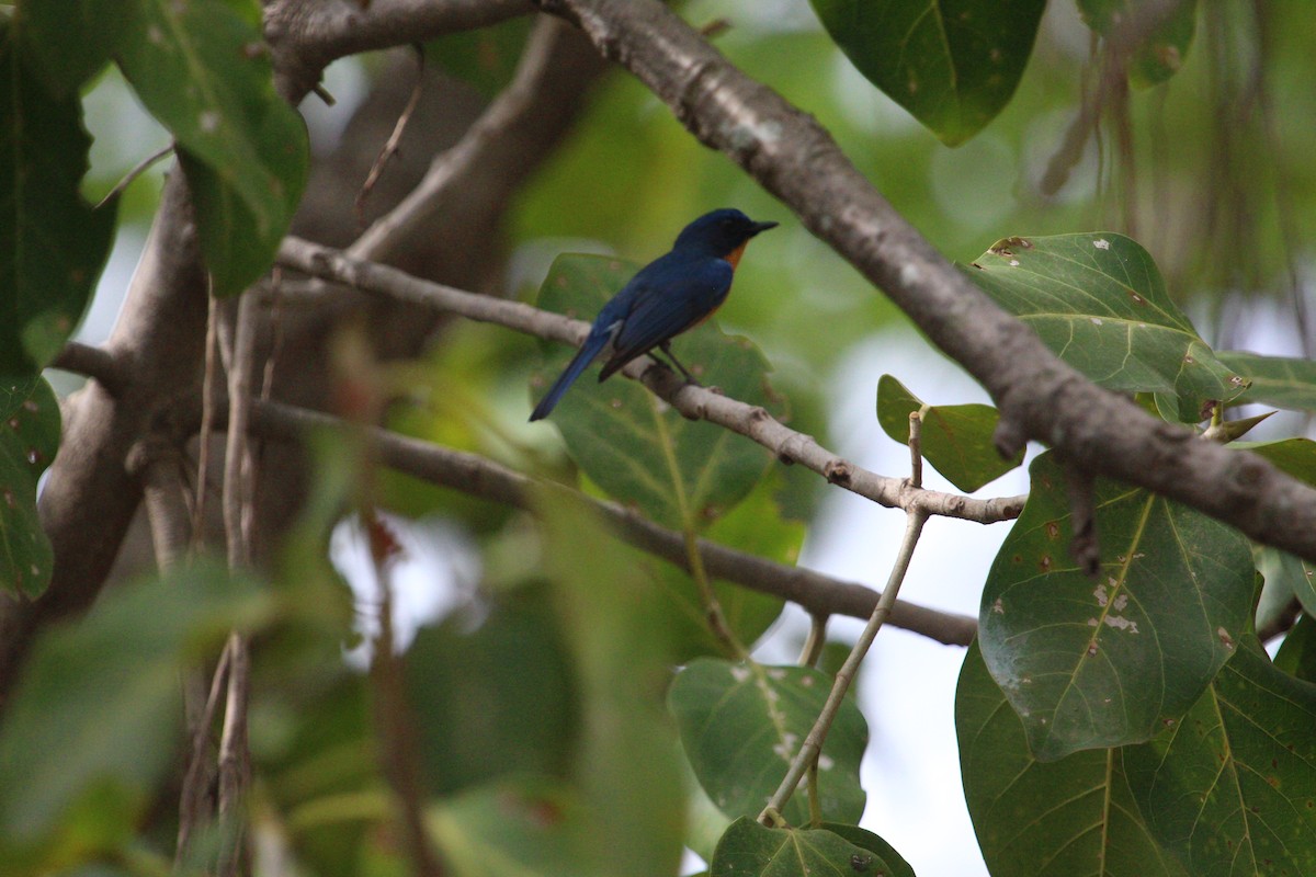 Tickell's Blue Flycatcher - ML620817674