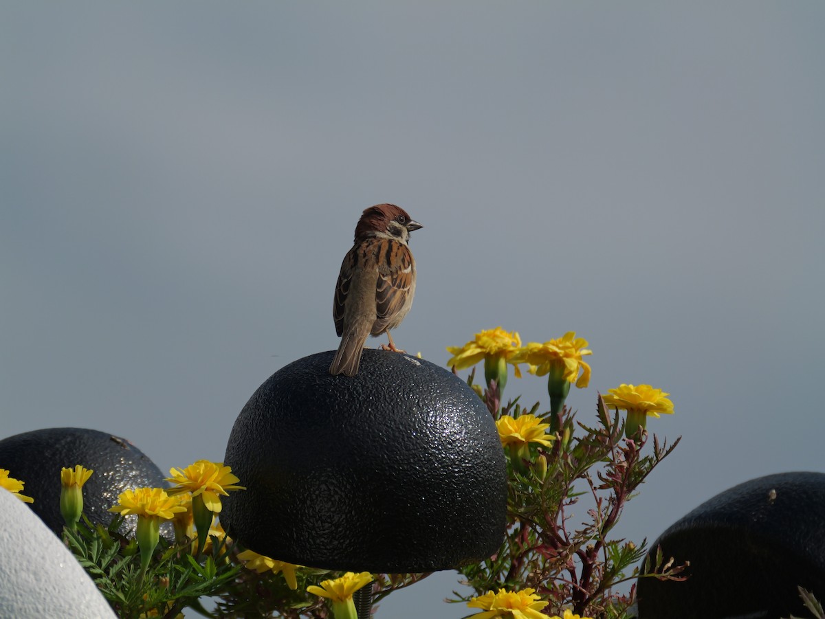Eurasian Tree Sparrow - ML620817676