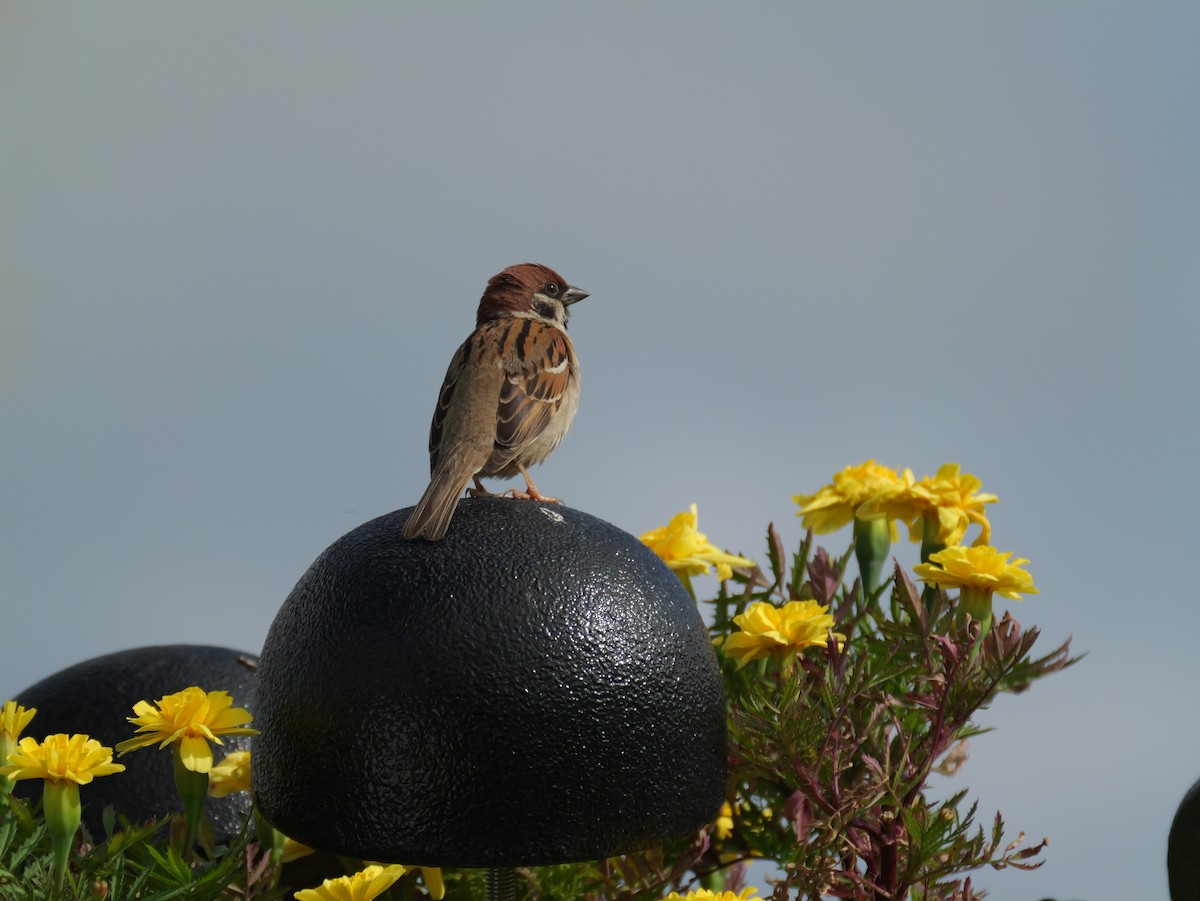 Eurasian Tree Sparrow - としふみ しみず