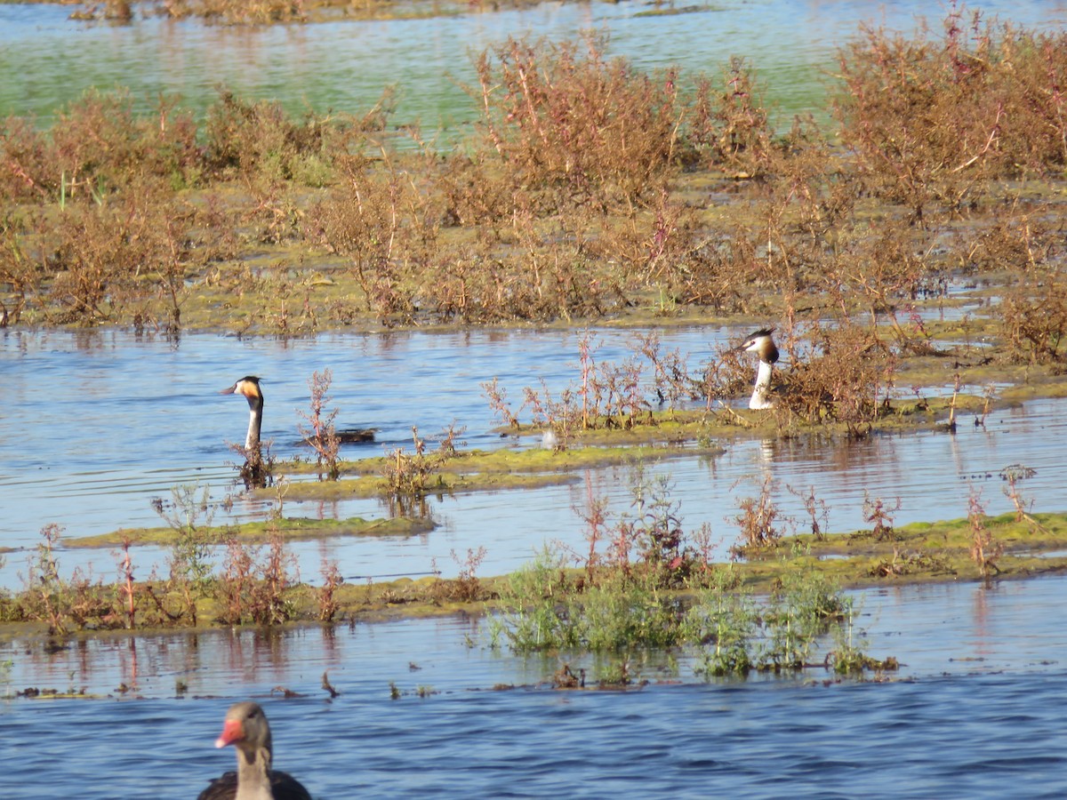 Great Crested Grebe - ML620817679