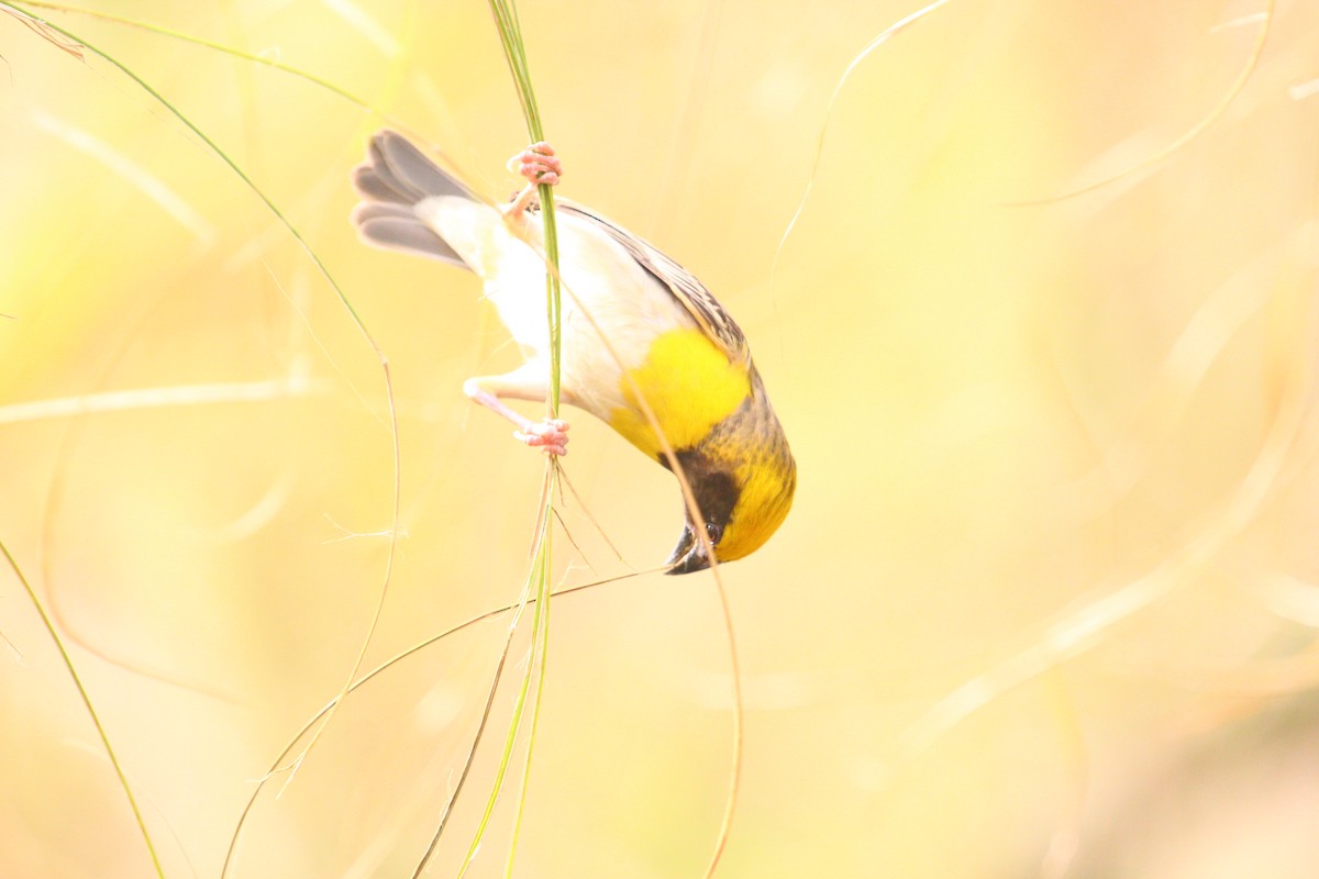 Baya Weaver - ML620817681