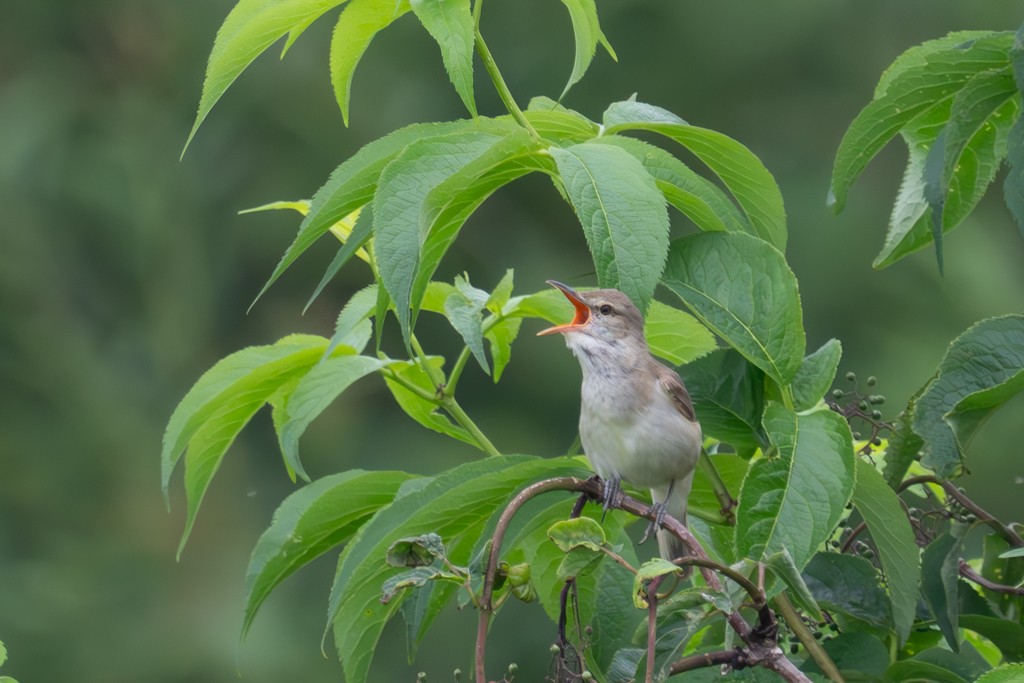 Oriental Reed Warbler - ML620817682