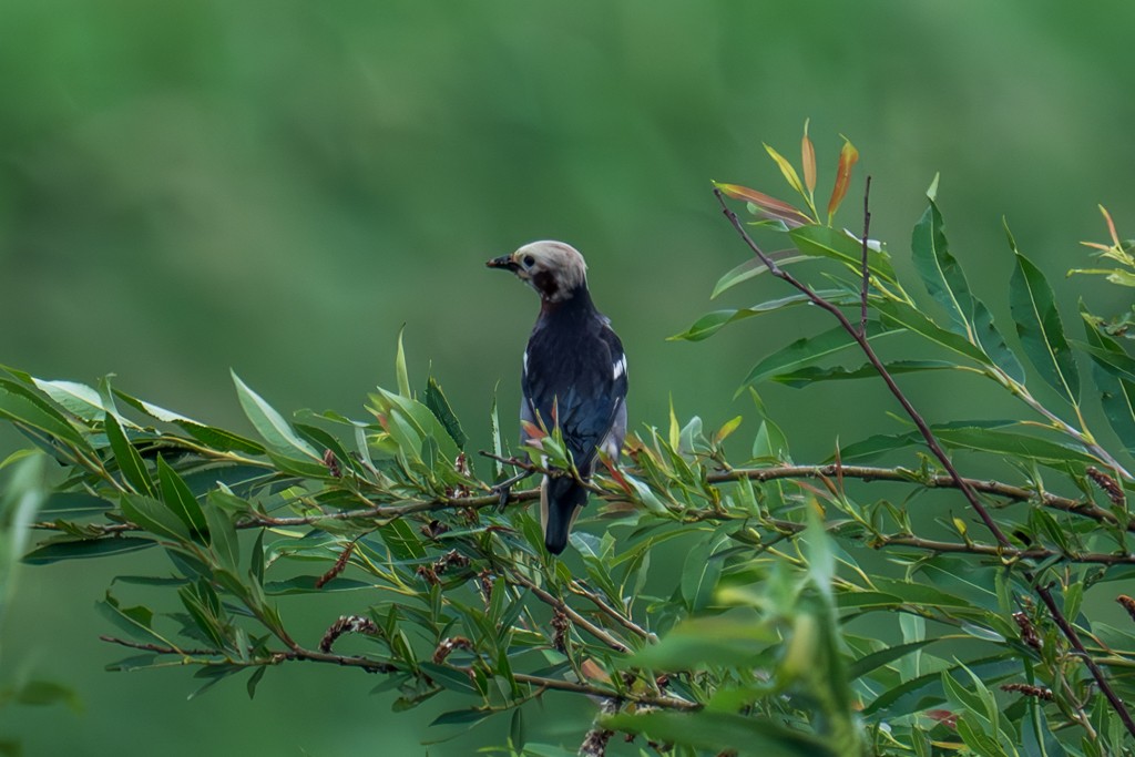 Chestnut-cheeked Starling - ML620817683