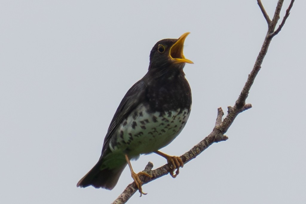 Japanese Thrush - ML620817684