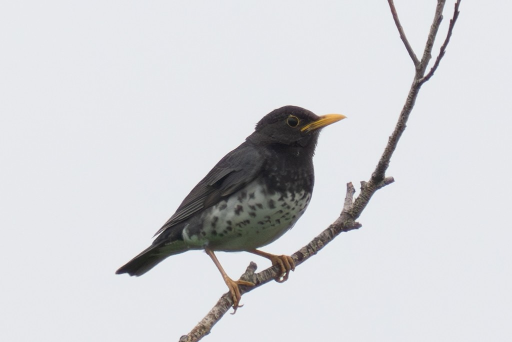 Japanese Thrush - ML620817685