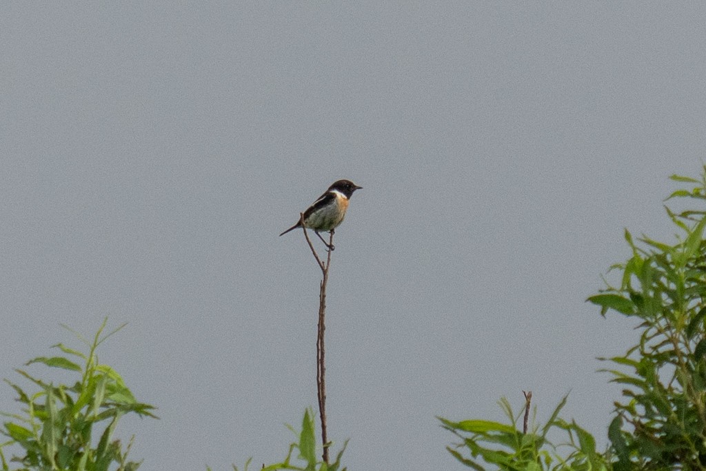 Amur Stonechat - ML620817686