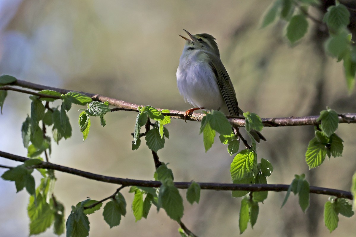 Wood Warbler - ML620817688