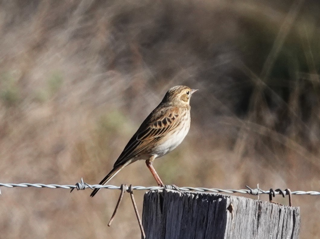 Australian Pipit - ML620817690