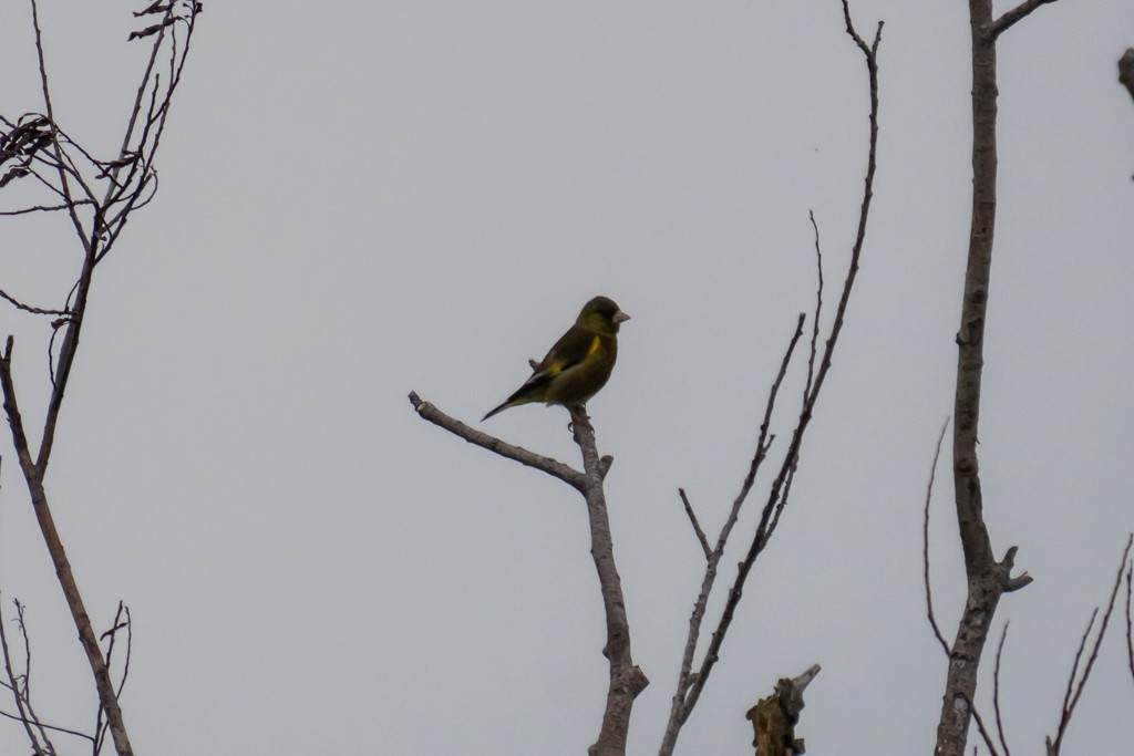 Oriental Greenfinch - ML620817691