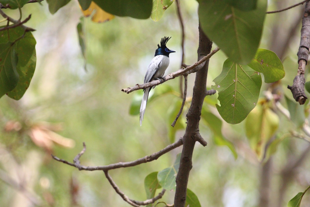 Indian Paradise-Flycatcher - ML620817692