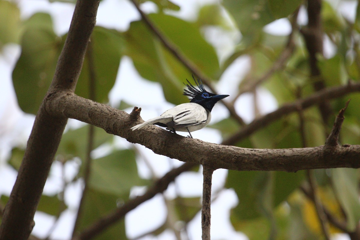 Indian Paradise-Flycatcher - ML620817693