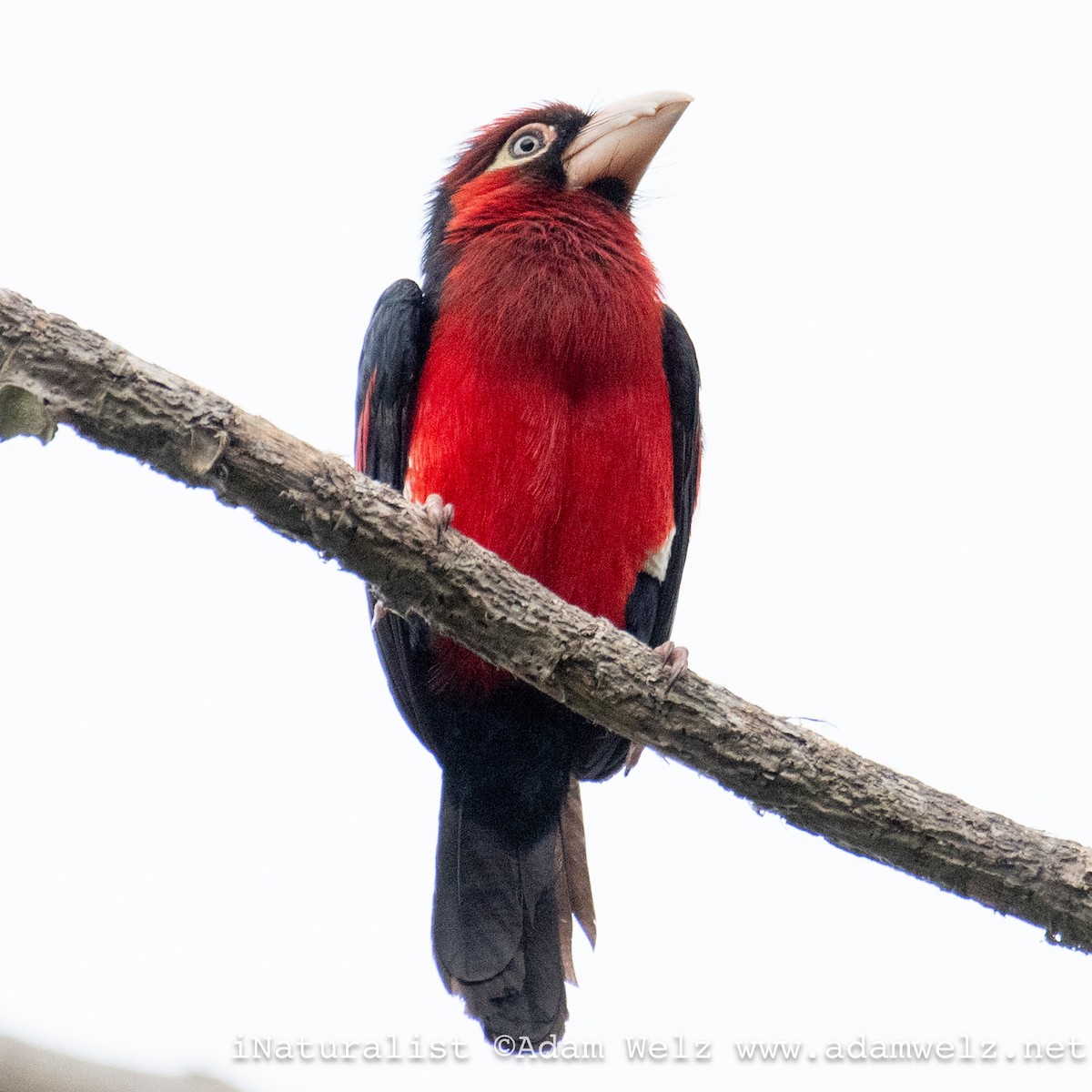 Double-toothed Barbet - ML620817694