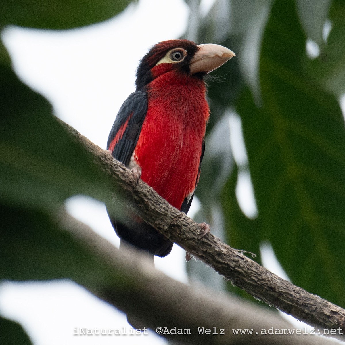 Doppelzahn-Bartvogel - ML620817695