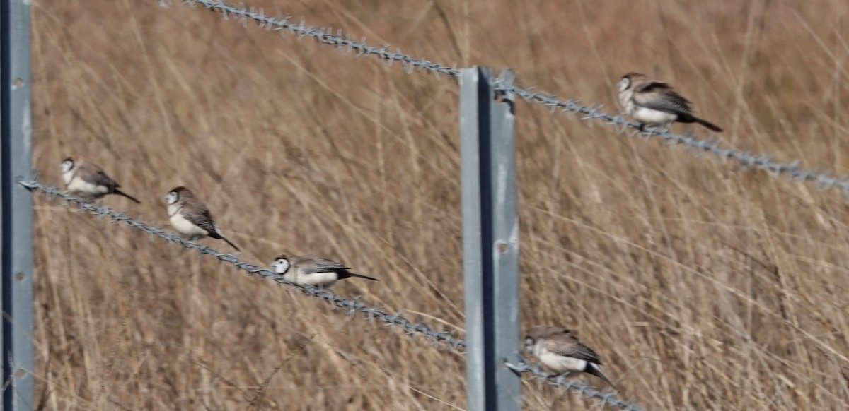 Double-barred Finch - ML620817697