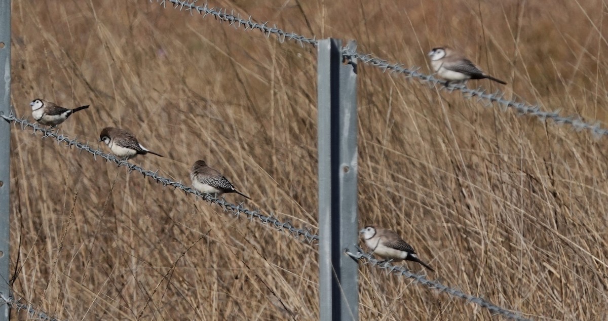 Double-barred Finch - ML620817698