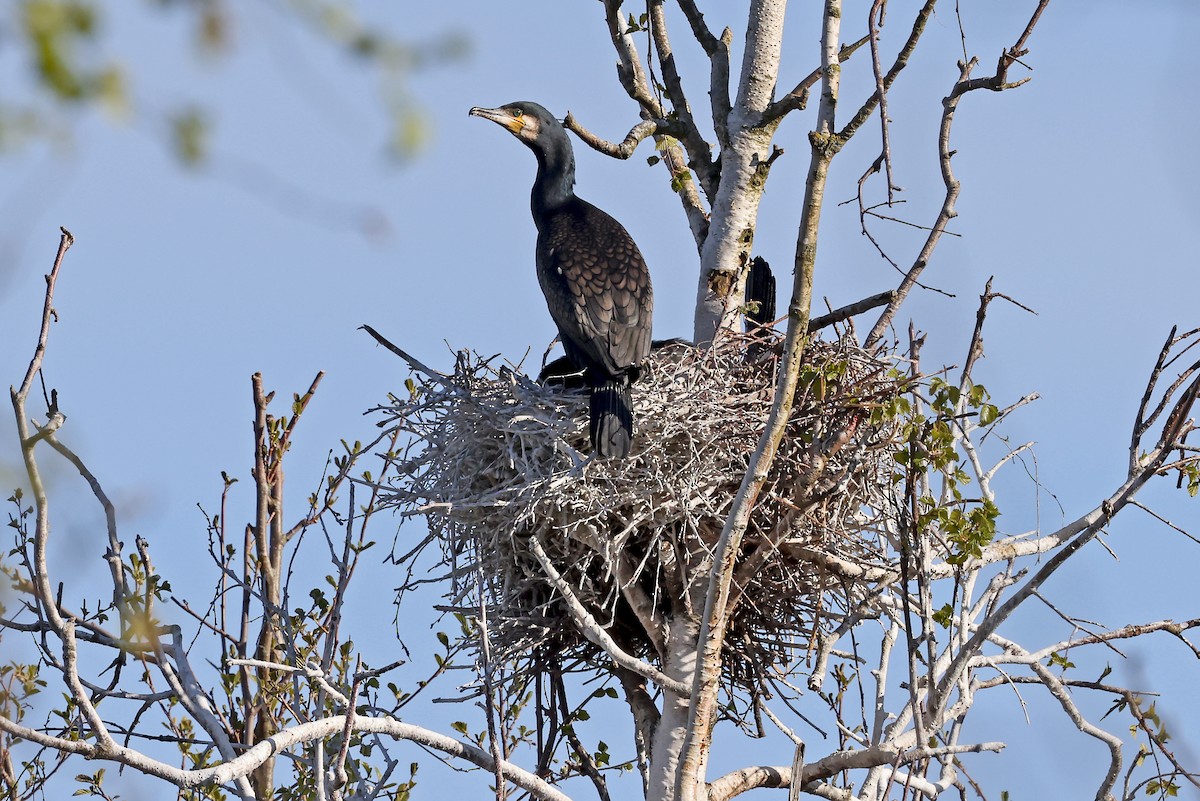 Great Cormorant - ML620817699