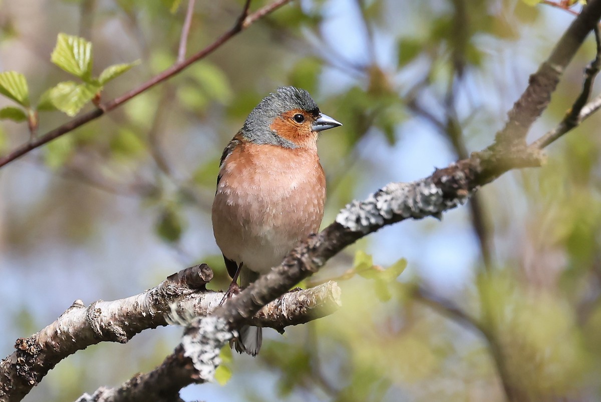 Common Chaffinch - ML620817700