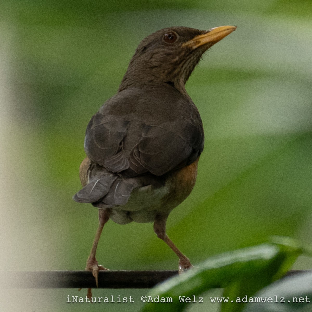 African Thrush - ML620817701