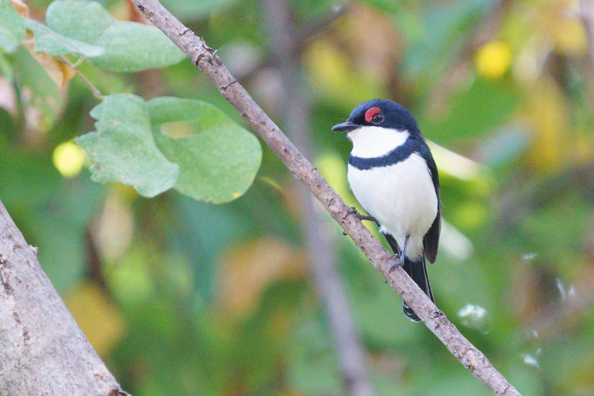 Black-throated Wattle-eye - ML620817703