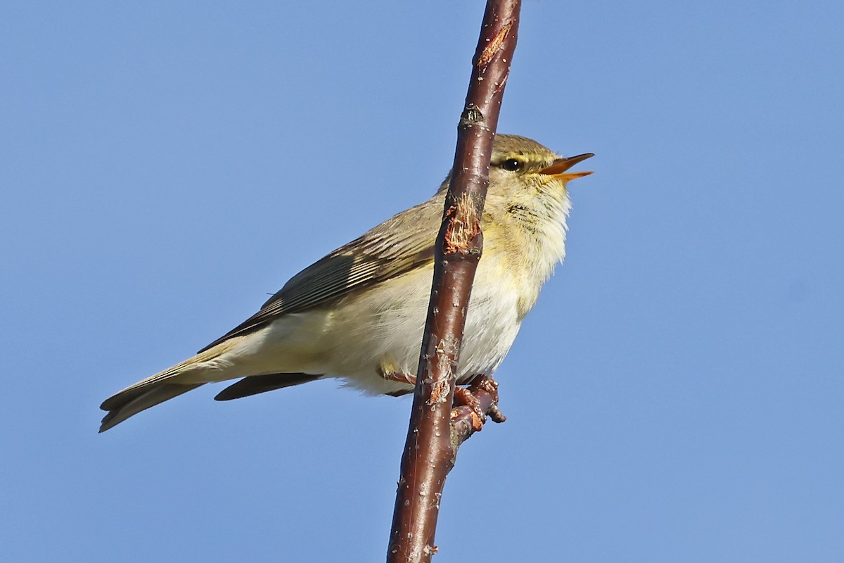 Willow Warbler - ML620817704