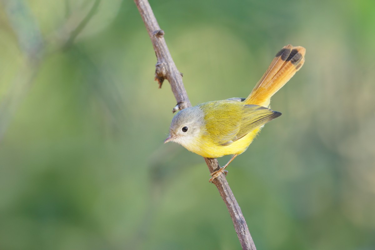 Livingstone's Flycatcher - ML620817705