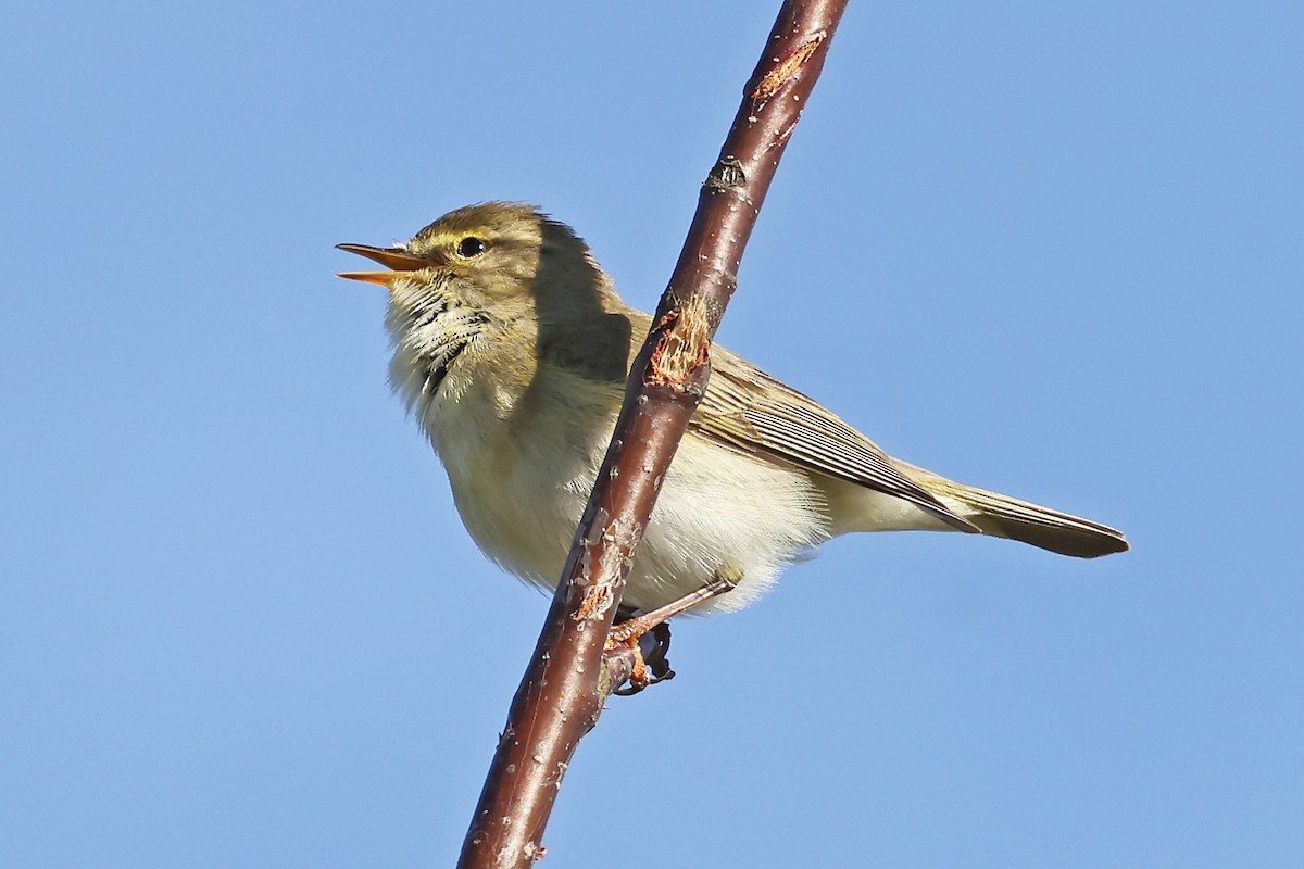 Willow Warbler - ML620817706