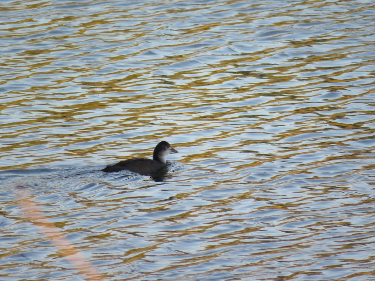 Eurasian Coot - ML620817708