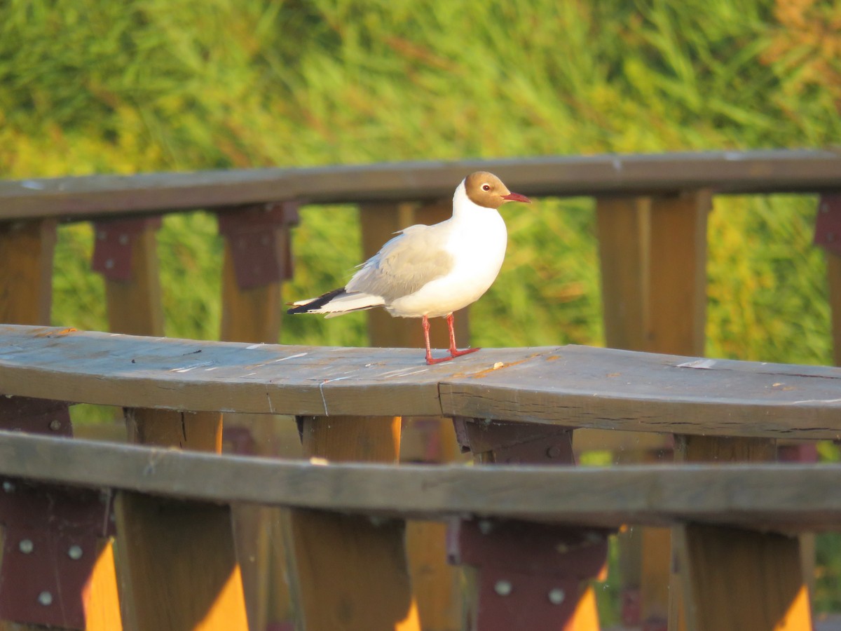 Black-headed Gull - ML620817712