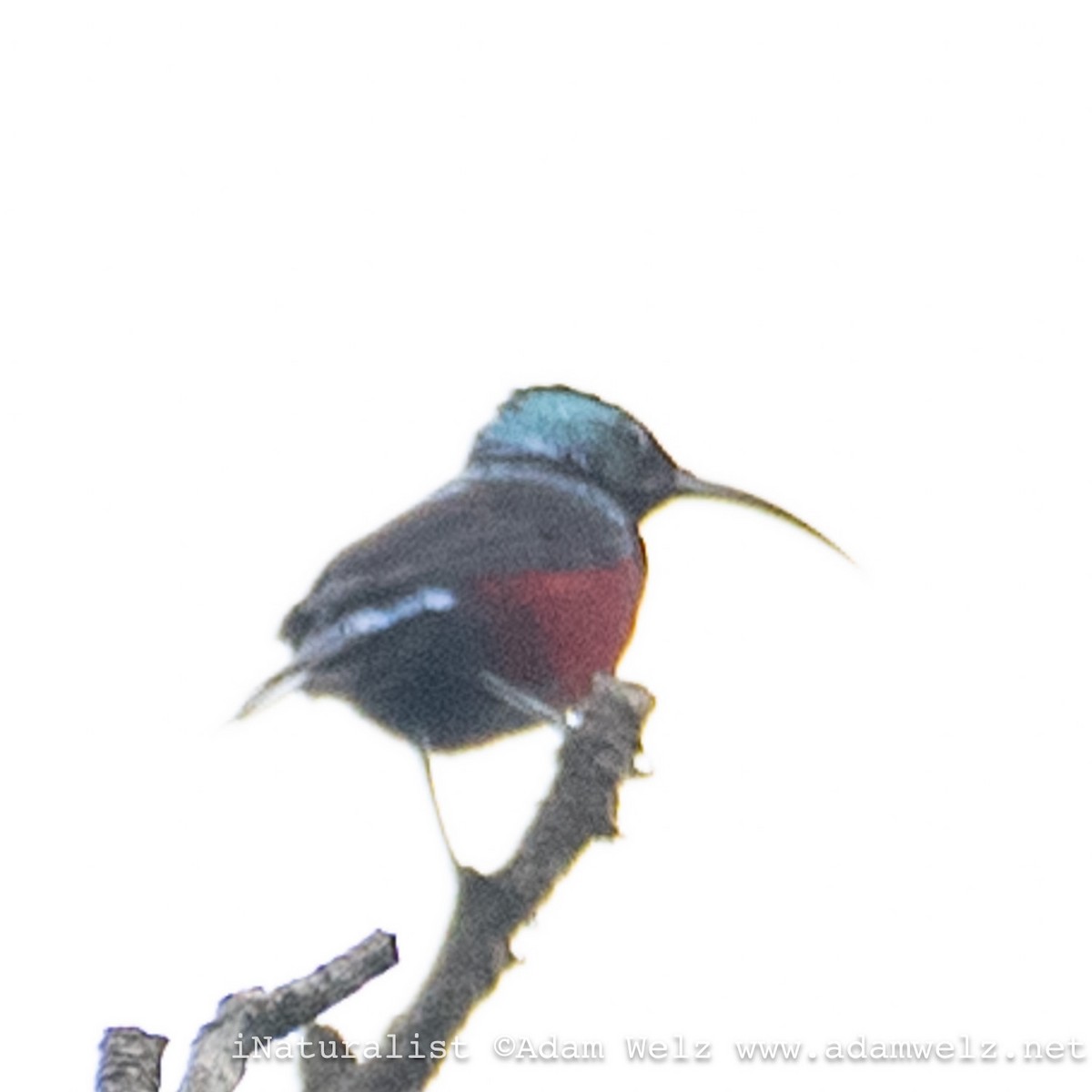 Superb Sunbird - ML620817713