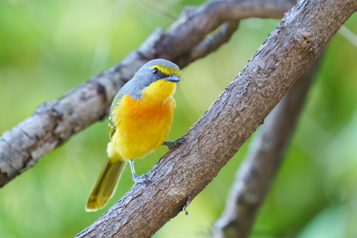 Sulphur-breasted Bushshrike - ML620817716