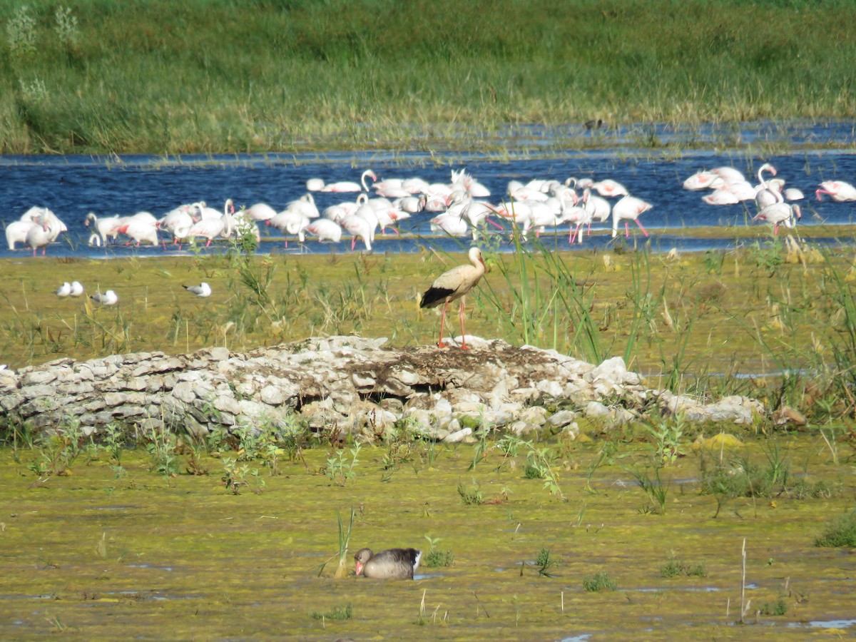 White Stork - ML620817717