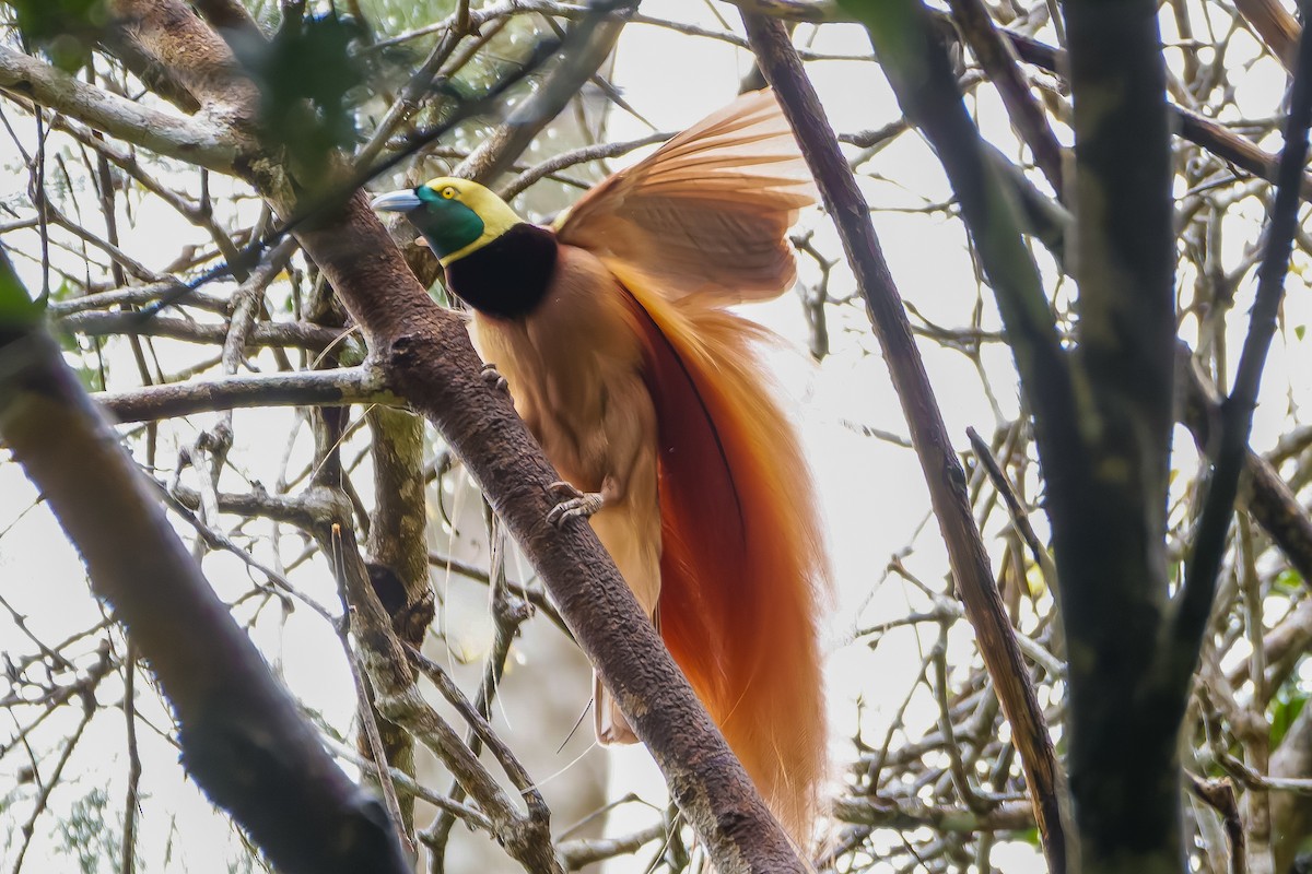 Raggiana Bird-of-Paradise - ML620817718