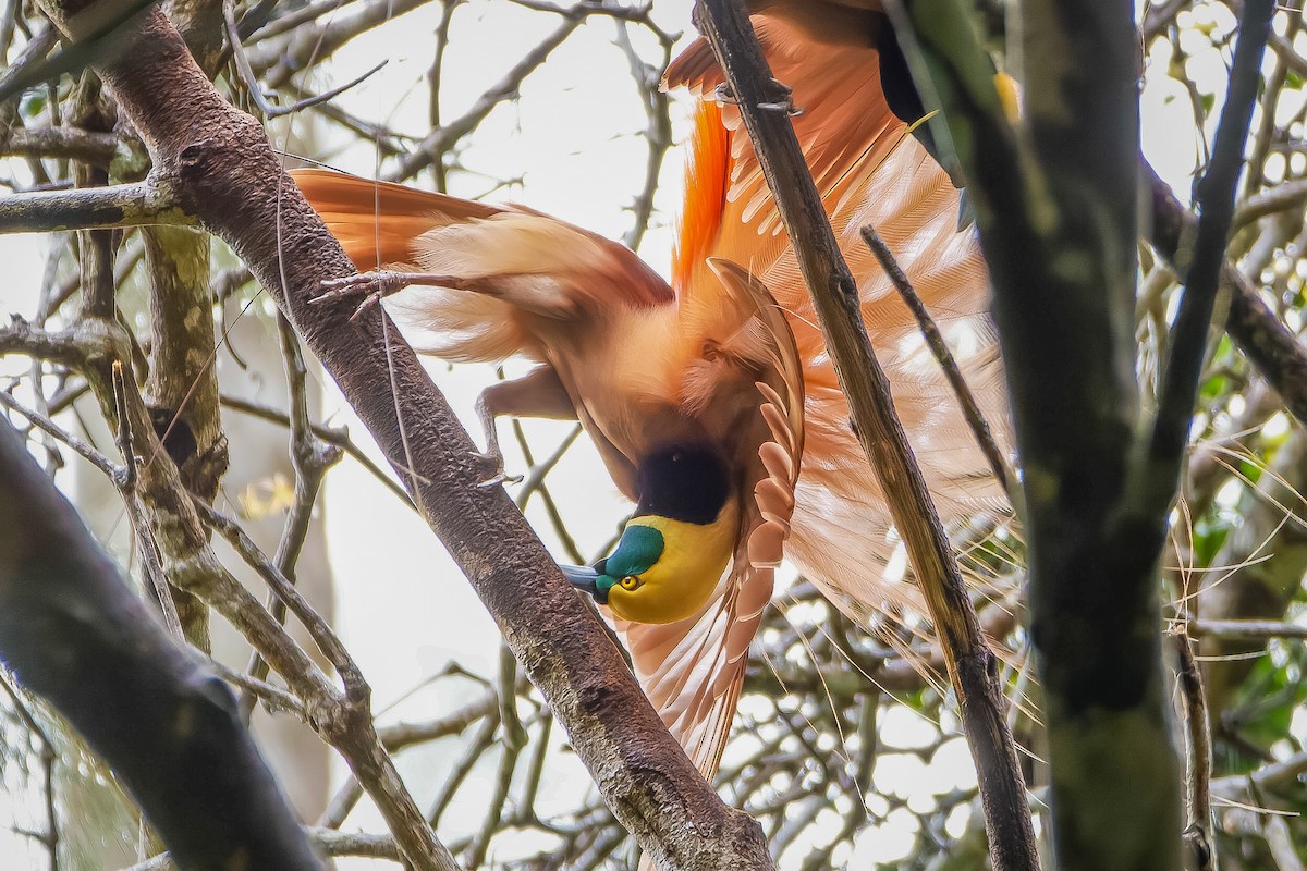 Raggiana Bird-of-Paradise - ML620817719