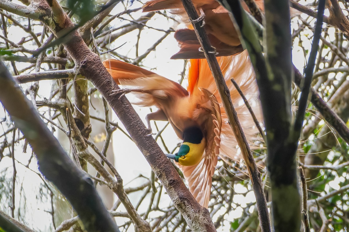 Raggiana Bird-of-Paradise - ML620817720