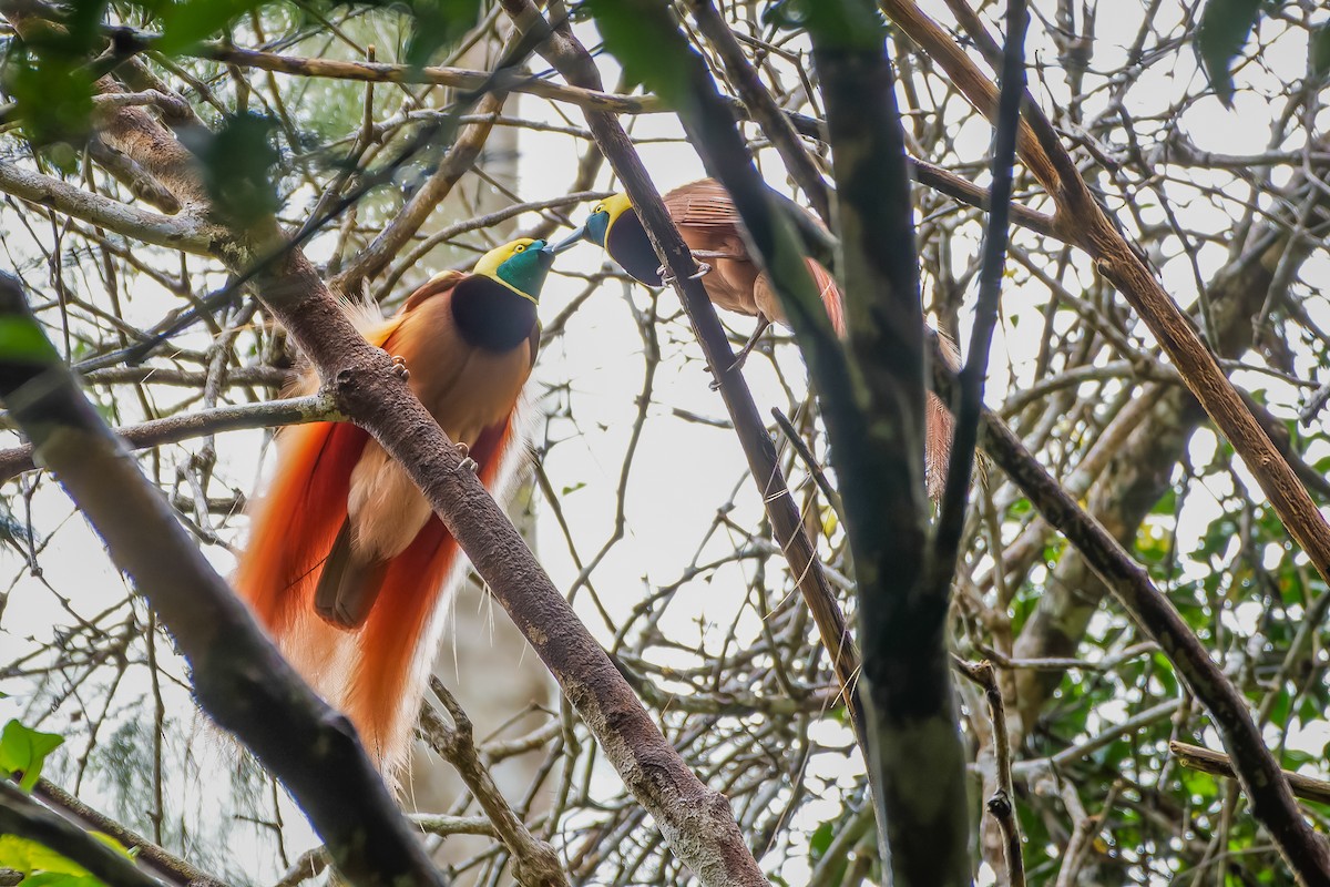 Raggiana Bird-of-Paradise - ML620817721