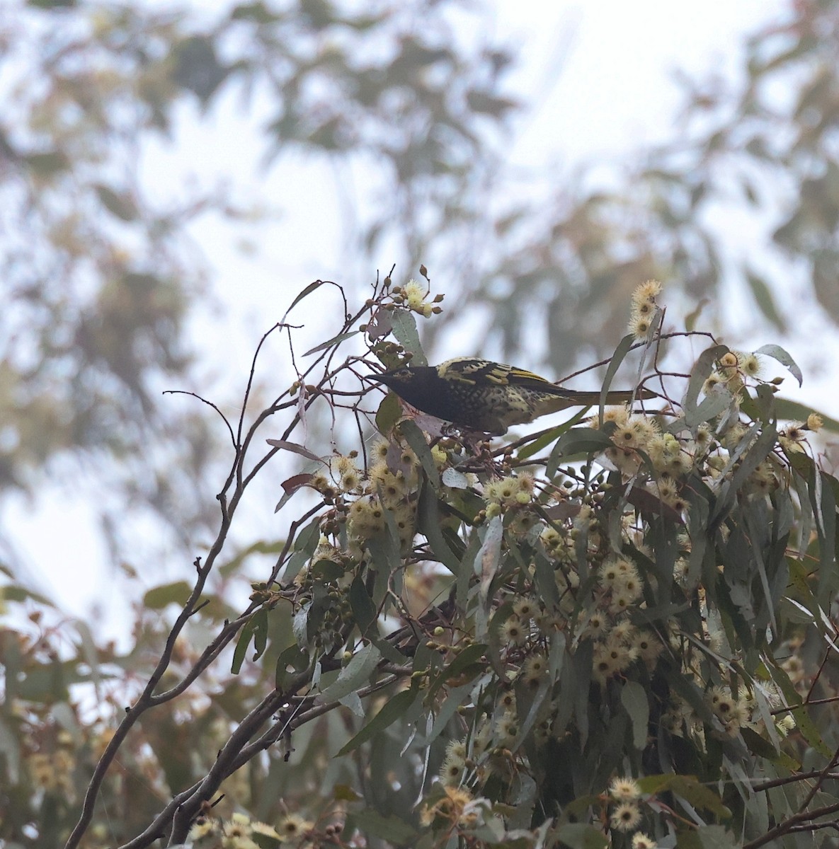 Regent Honeyeater - ML620817722