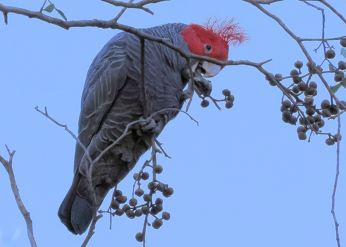 Gang-gang Cockatoo - ML620817724