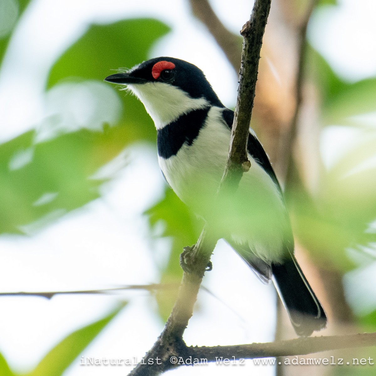 Brown-throated Wattle-eye - ML620817725