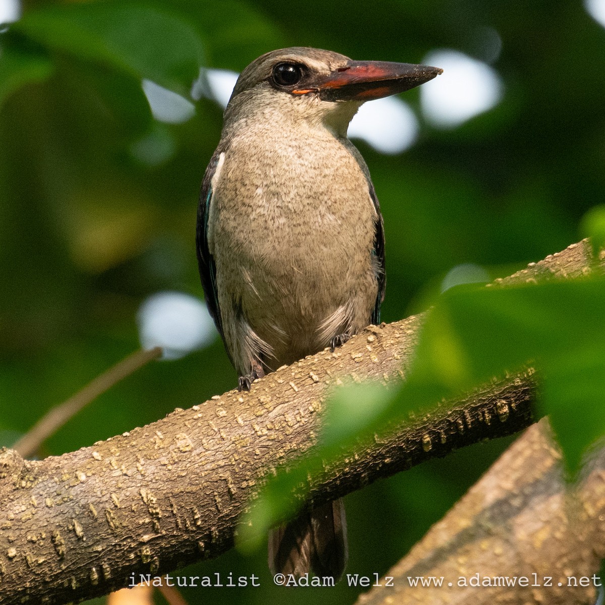 Woodland Kingfisher - ML620817726