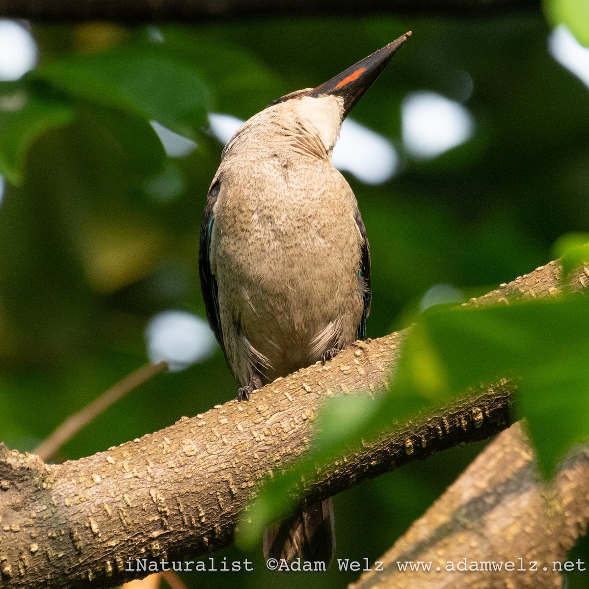 Woodland Kingfisher - ML620817727