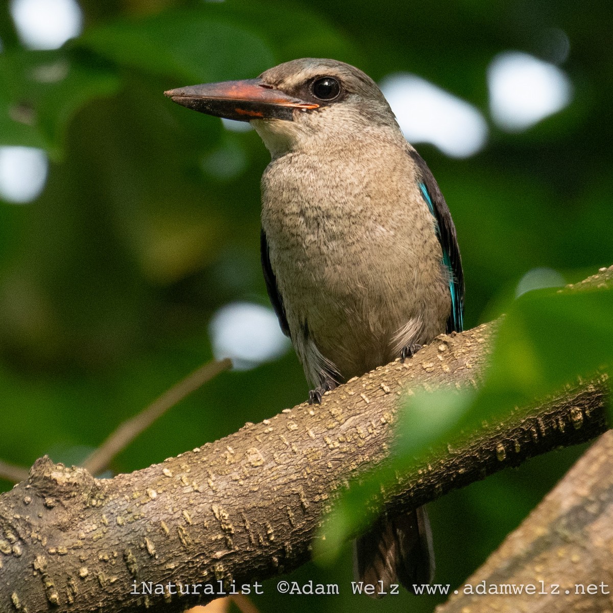 Woodland Kingfisher - ML620817728