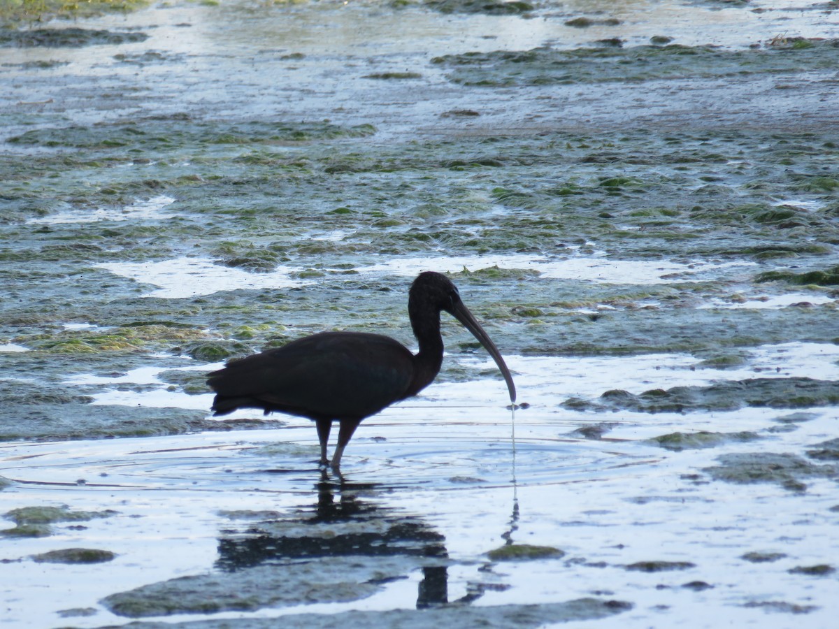 Glossy Ibis - ML620817729